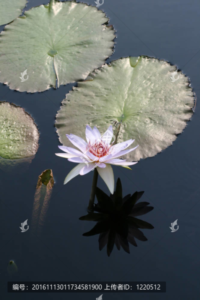 水百合