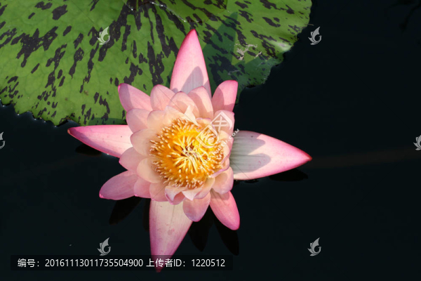 水百合