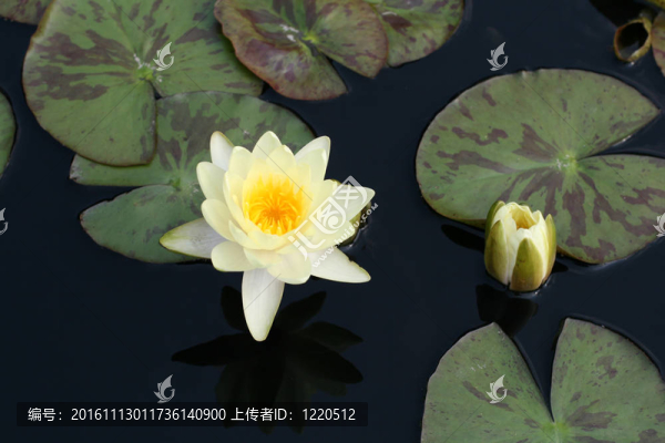 水百合