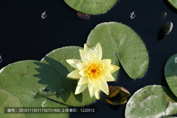 水百合