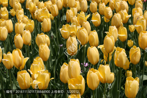 郁金香