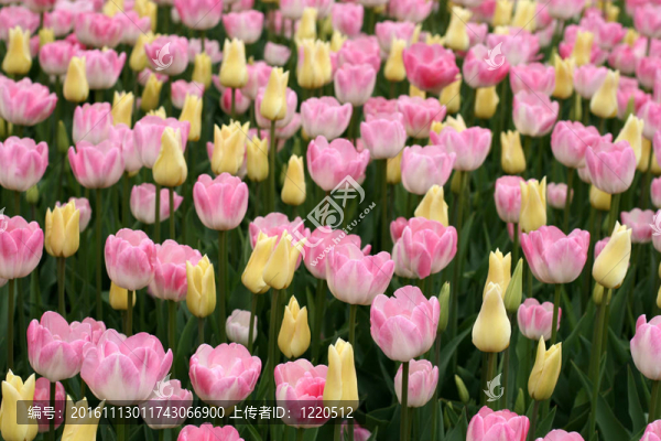 郁金香