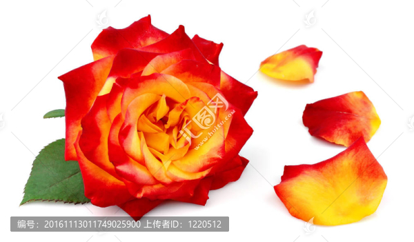 玫瑰的花瓣