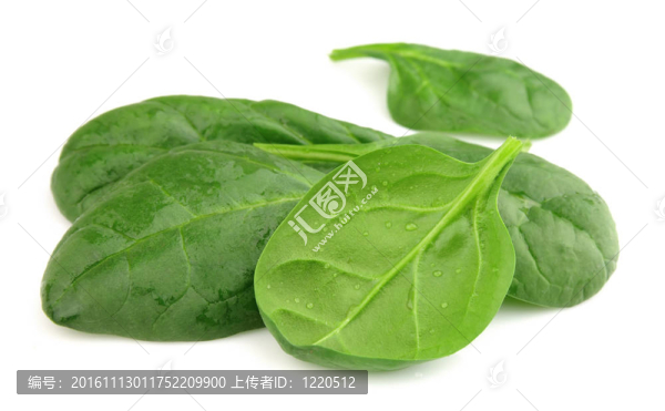 鮮菠菜