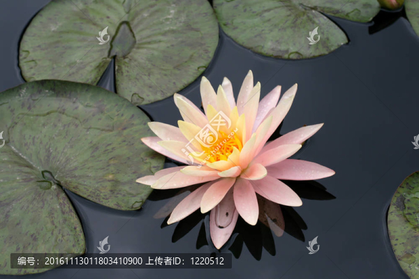 水百合