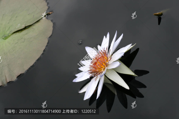 水百合