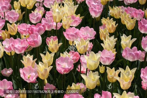 郁金香
