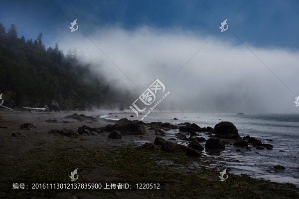 巖石海灘和樹木在清晨的霧