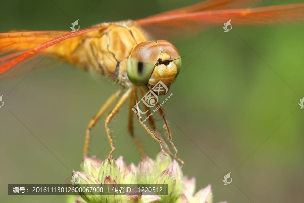 蜻蜓特寫(xiě)