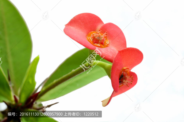 兩朵紅色的花