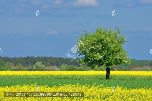 春天的風(fēng)景