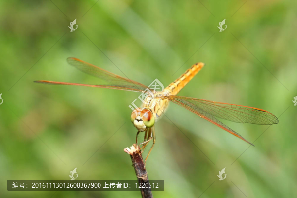 龍飛在樹枝上