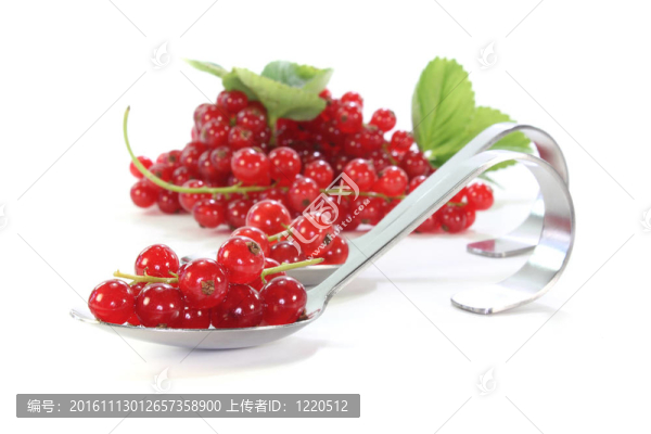 紅醋栗