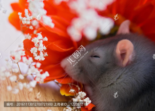 祝你做個(gè)好夢(mèng)