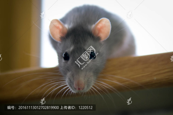 灰色的老鼠
