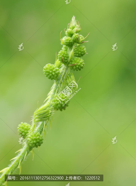 芽長大