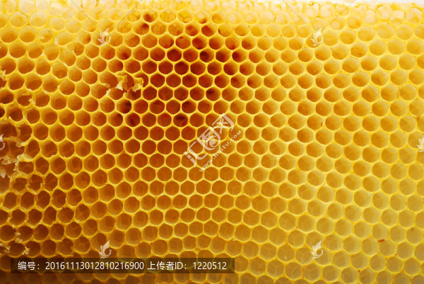 蜂窩