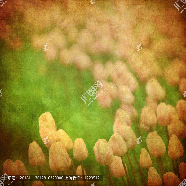 垃圾花的背景與文本或圖像空間
