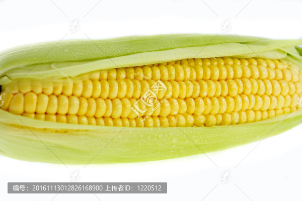 玉米白