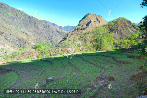 喜馬拉雅山的稻田