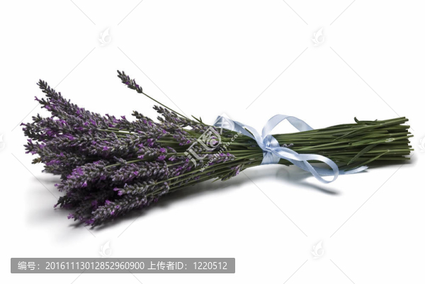 一束薰衣草。