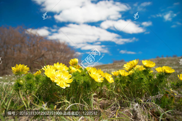 黃色的花（春福壽草）