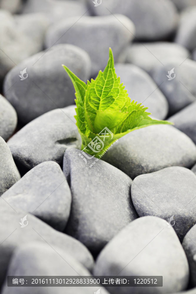 放松-匯圖網(wǎng) www.fosd68.com 放松