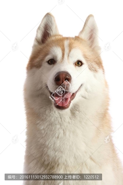 友好的Husky,Dog