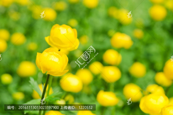 美麗的春天的花朵