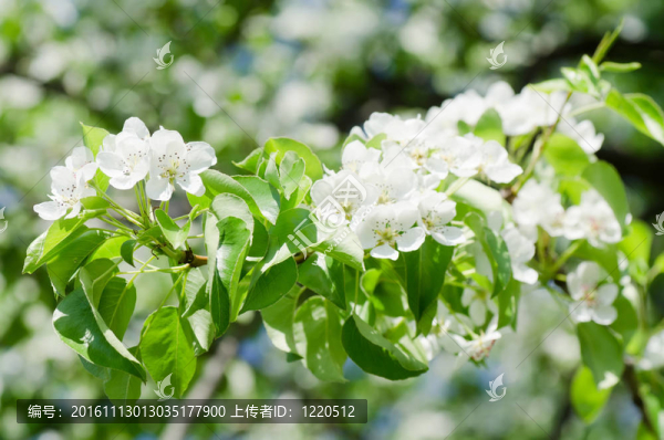 在春天開花的蘋果樹