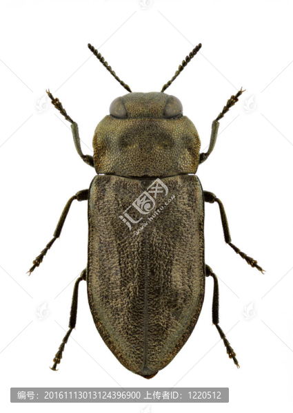 anthaxia,quadripunctata的-匯圖網(wǎng) www.fosd68.com anthaxia,quadripunctata的