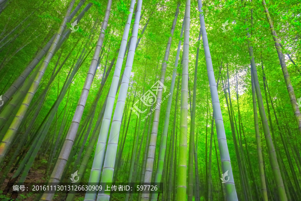 竹林風(fēng)景