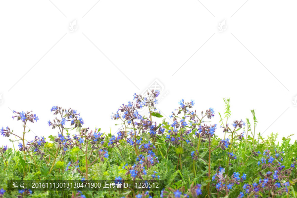 綠色草的花