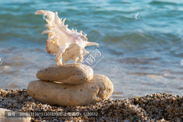 海灘上的貝殼