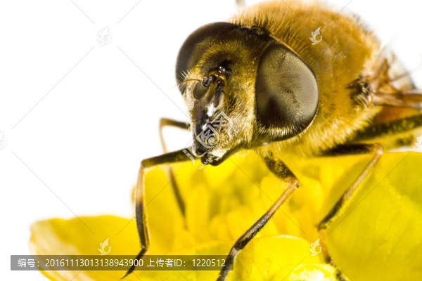 黃色的蜜蜂在極端接近