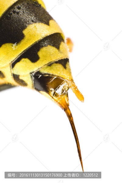 蜂蟄