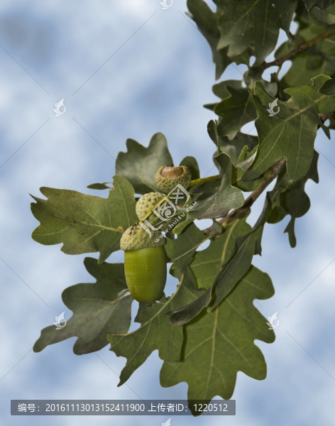 橡樹