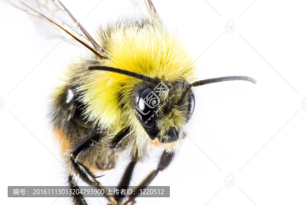 大黃蜂的特寫