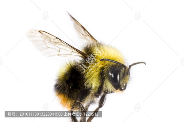 大黃蜂的特寫