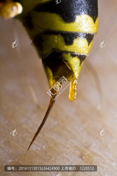 黃蜂在鏡頭后面