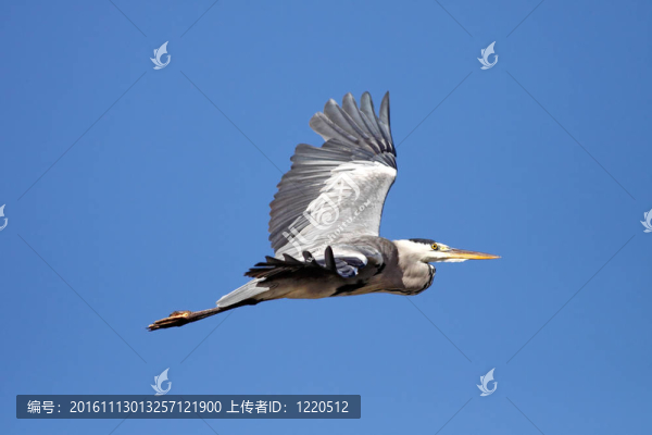 蒼鷺飛行
