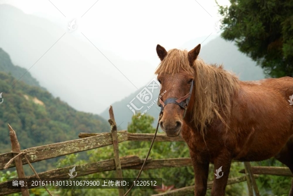紅色的馬