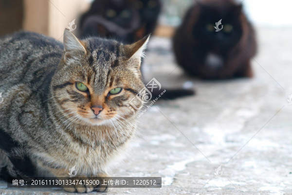 群貓