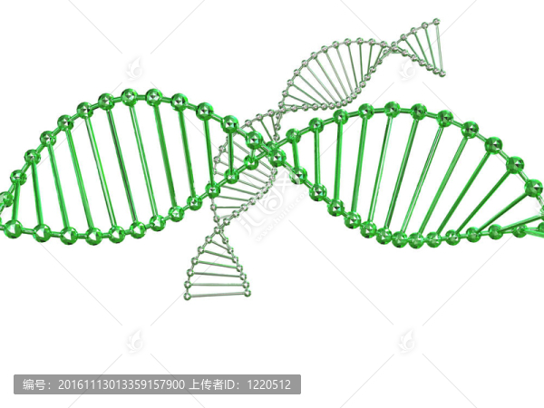 基因在DNA