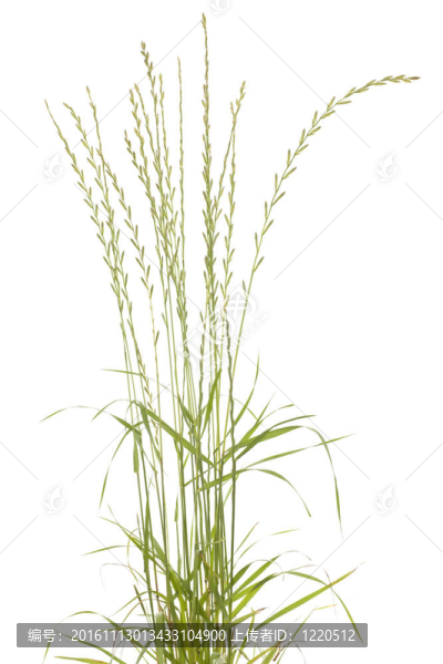 草