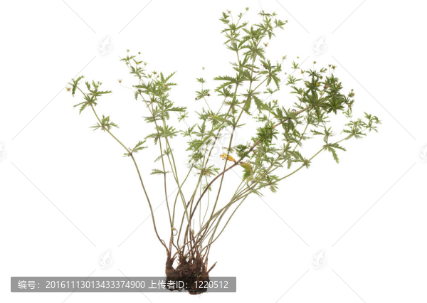 直立委陵菜