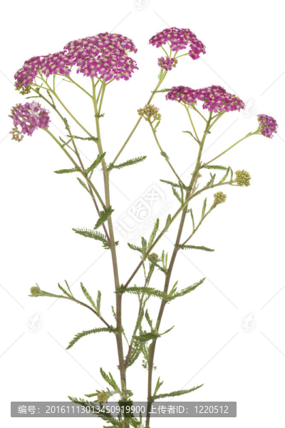 蓍草-匯圖網(wǎng) www.fosd68.com 蓍草