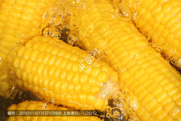 在鍋里煮玉米的照片