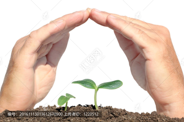 小植物保護的手