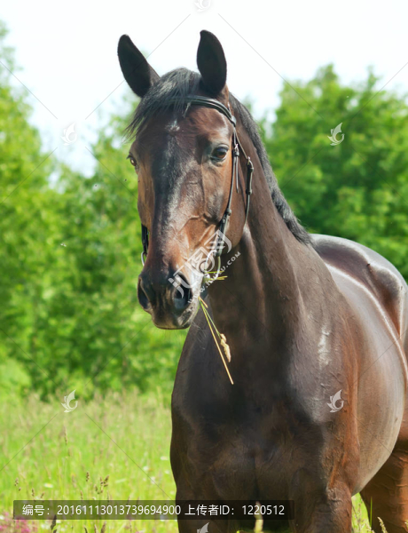 野外美麗的馬-匯圖網(wǎng) www.fosd68.com 野外美麗的馬